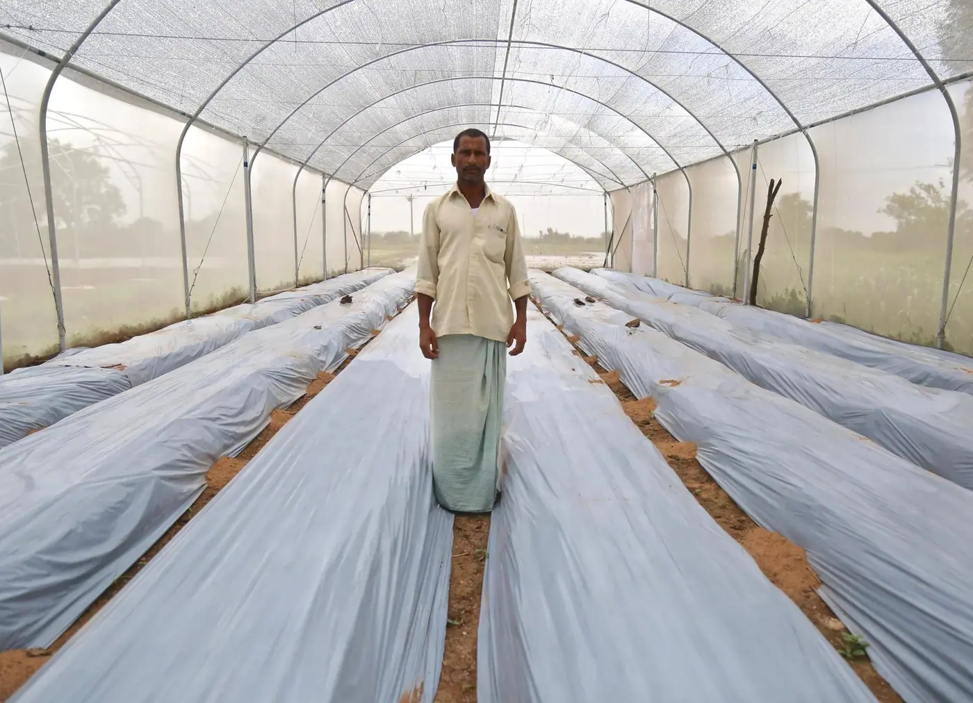 A long polyhouse tunnel with drip lines running between raised beds.