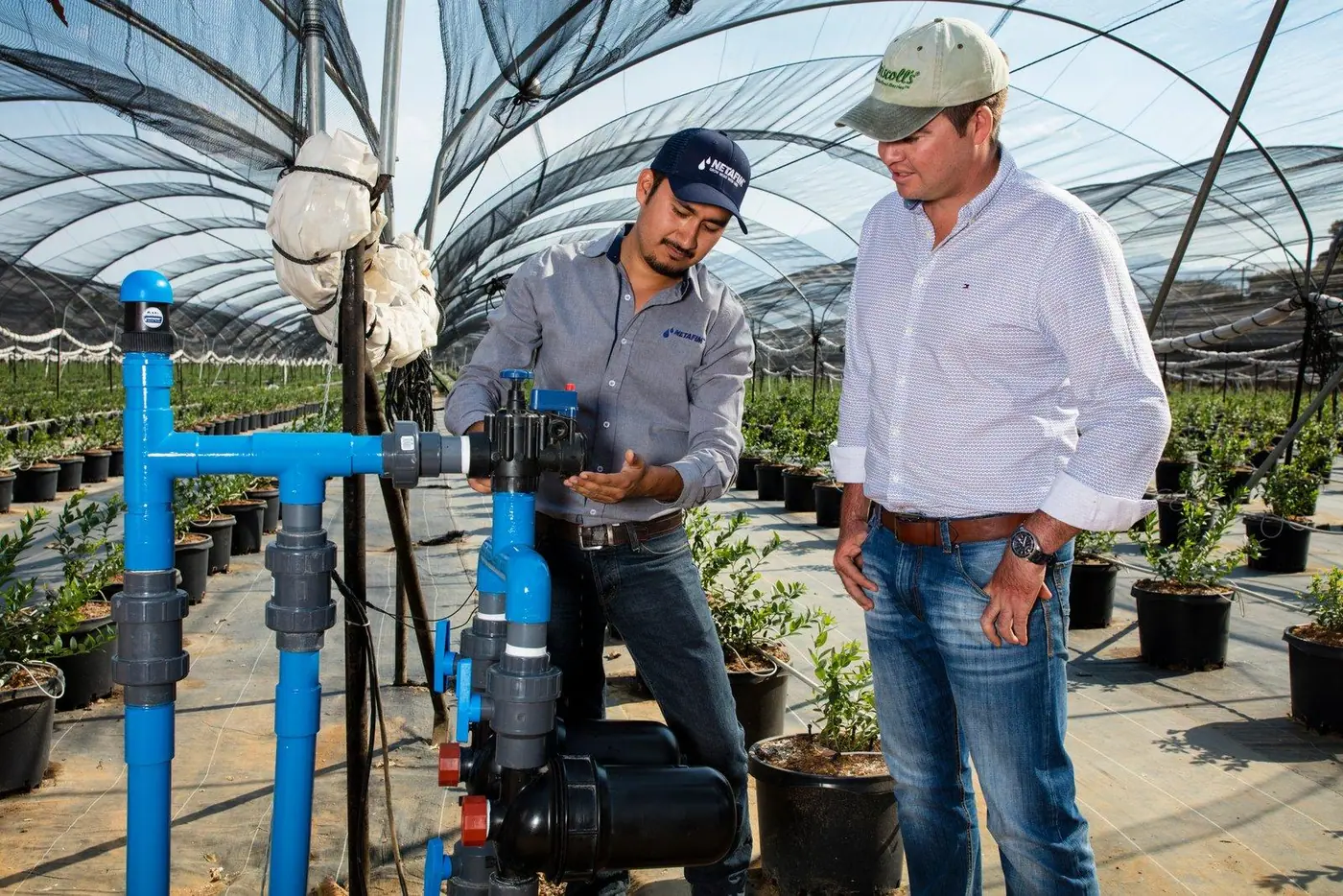 Two technicians inspecting blue irrigation valves and pipework in a greenhouse.